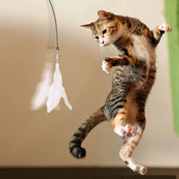 Suction cup cat wand — attaches to window or smooth surface
